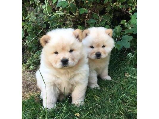 PoulaTo: chow chow na prodaju.